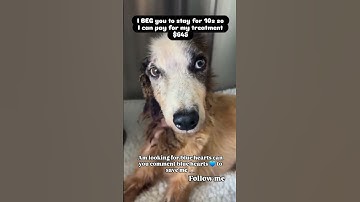 please donate to the PayPal link in the bio.#shorts #subscribe #help #donate #dog #doglover