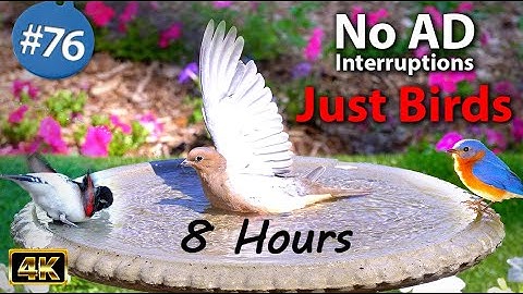8 Hrs Uninterrupted Birdbath Video for Cats to Watch😻8 Hours of Birds 🐦Splashing CatTV