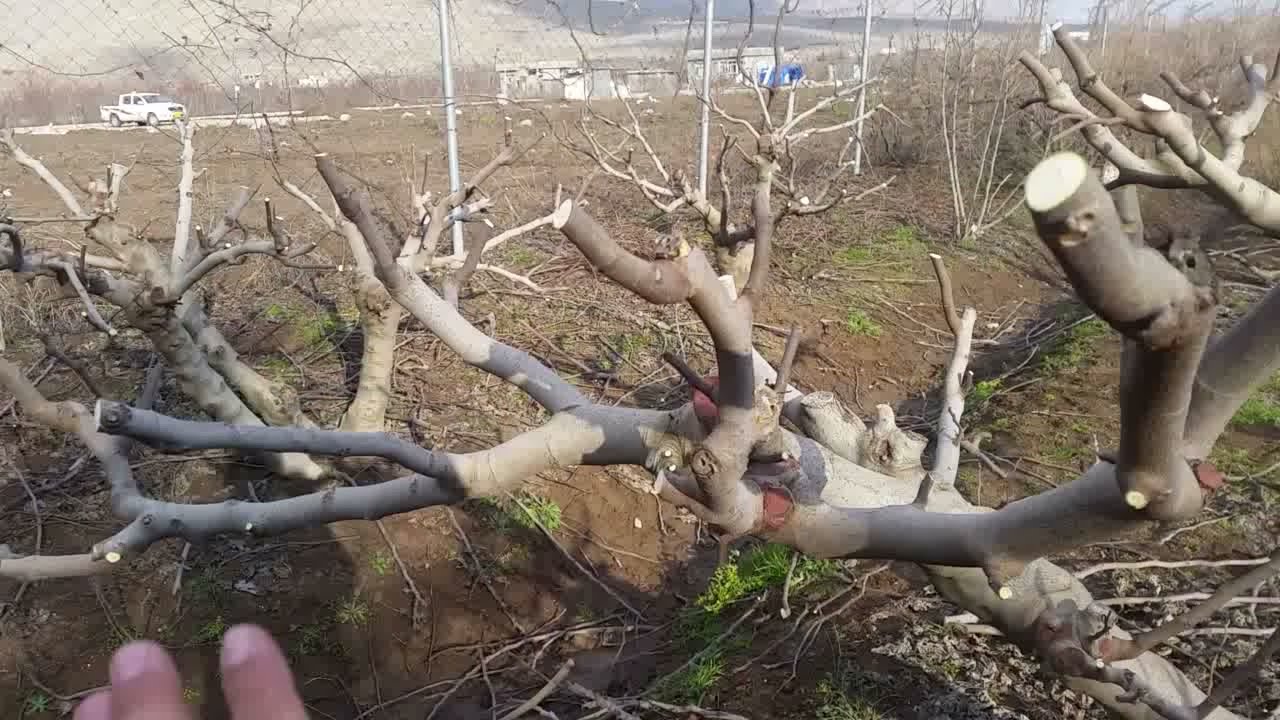 چۆنیەتی هەڵپاچینی قوورس و سووکی داری هەنجیر سنفی میرانەی زەرد(مەرگە)