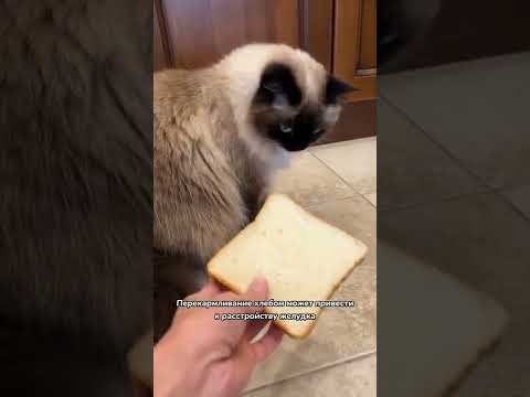 Можно ли кошкам есть хлеб?