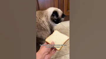 Можно ли кошкам есть хлеб?