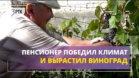 Пенсионер победил забайкальский климат и вырастил виноград в огороде