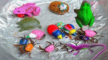 Kem Ốc và cua Chanel lái xe công nông đuổi theo con cua, cua hồng, con ếch, thằn lằn, nhện,  rùa màu