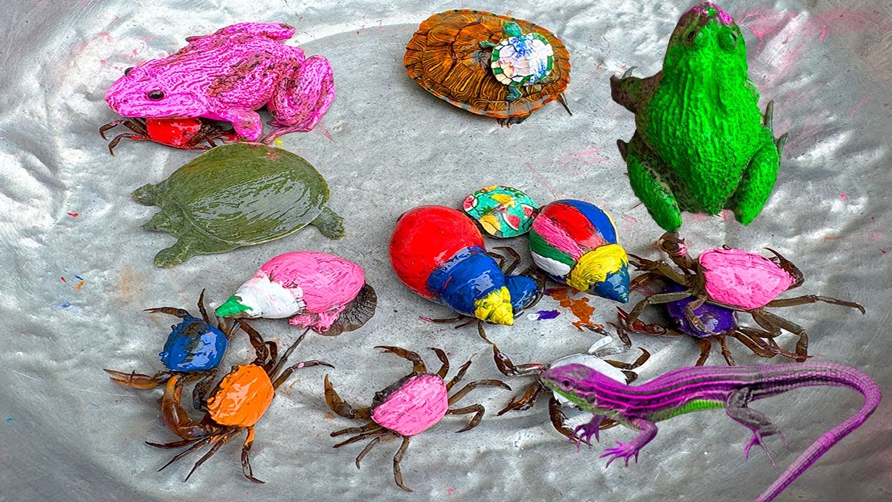 Kem Ốc và cua Chanel lái xe công nông đuổi theo con cua, cua hồng, con ếch, thằn lằn, nhện,  rùa màu