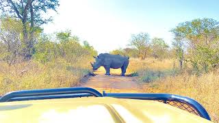 White rhino or square-lipped rhinoceros (Ceratotherium simum) bull marking territory