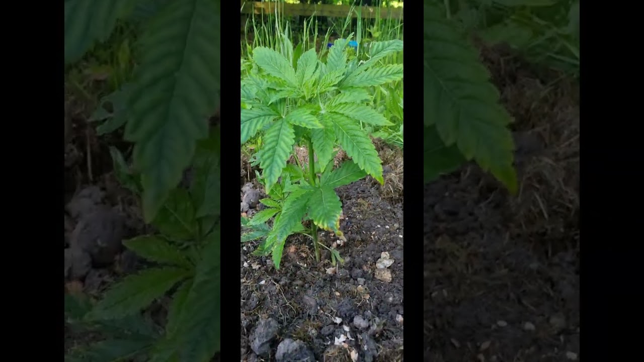 outdoor guerilla grow 2023. Real gorilla seeds 