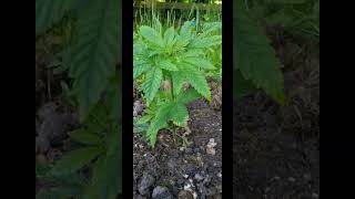 outdoor guerilla grow 2023. Real gorilla seeds #right2growUK