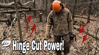 Incredible Hinge Cuts For Deer Habitat