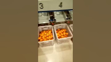 Interesting machine！orange grading machine Factory fruit cleaning and grading machine #youtube