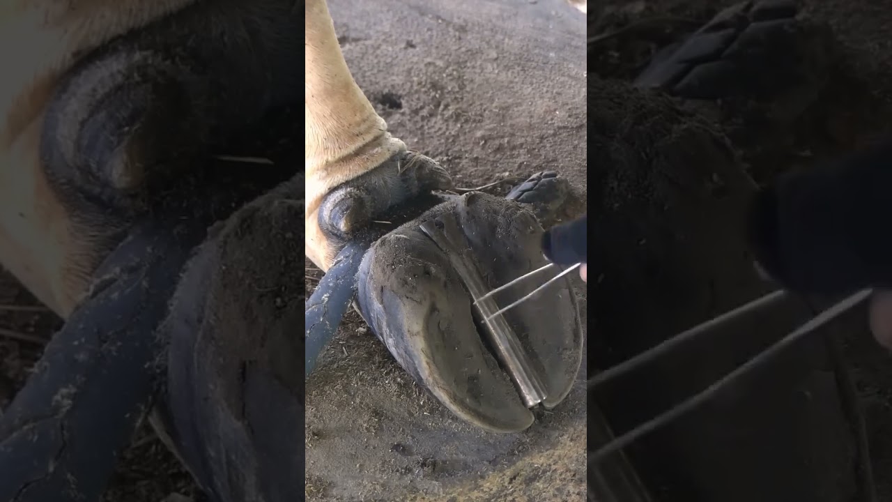 Hoof Care.  