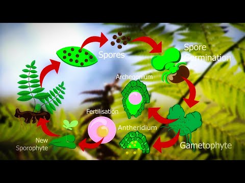 Life Cycle Of Fern Plants | Pteridophyte life cycle 🌿