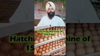 Hatching Machine of 1500 Eggs #chicken #animal_husbandry #poultry_farming  #desi_chicks
