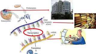 What is Gene Expression