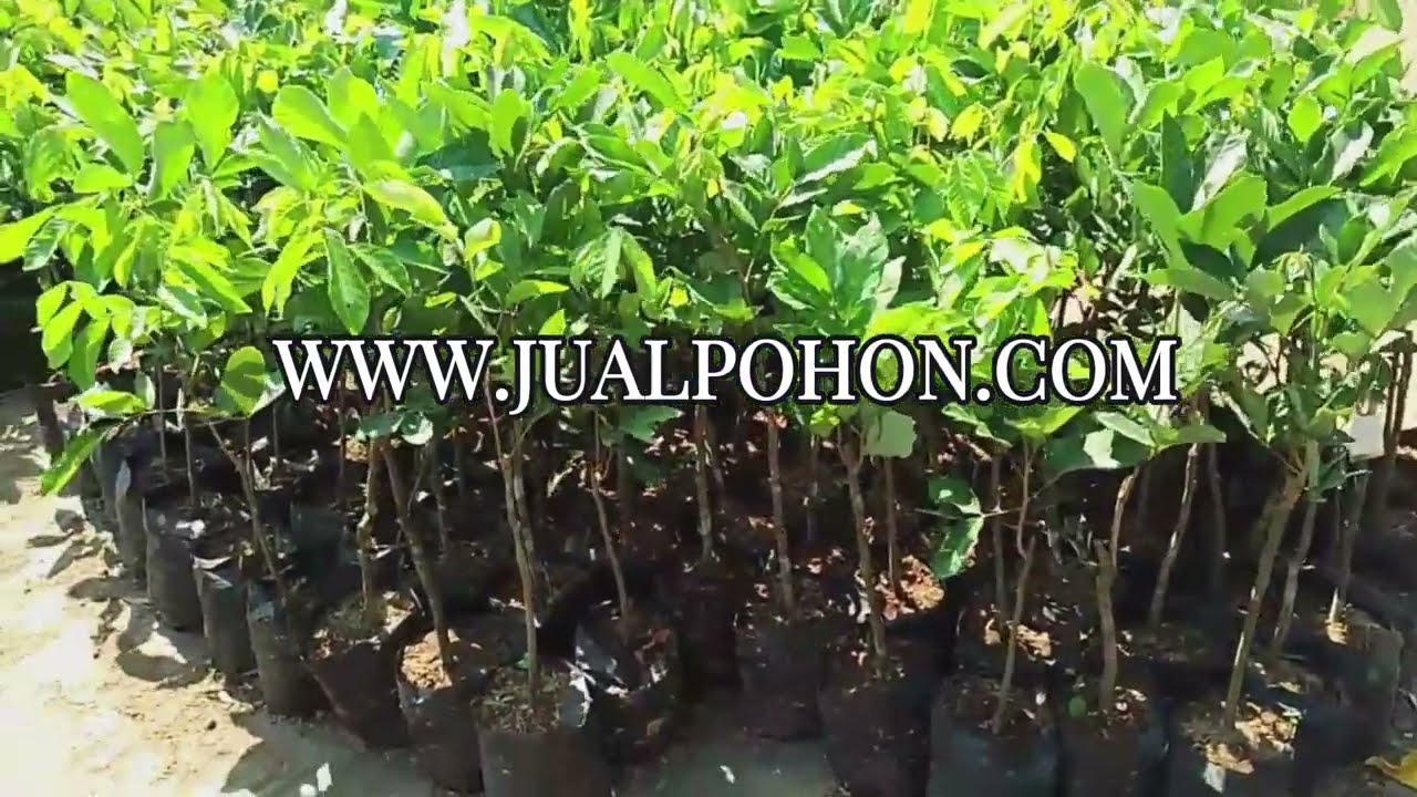 Bibit Tanaman Rambutan Rapiah Super Genjah Bisa Ditabulampot