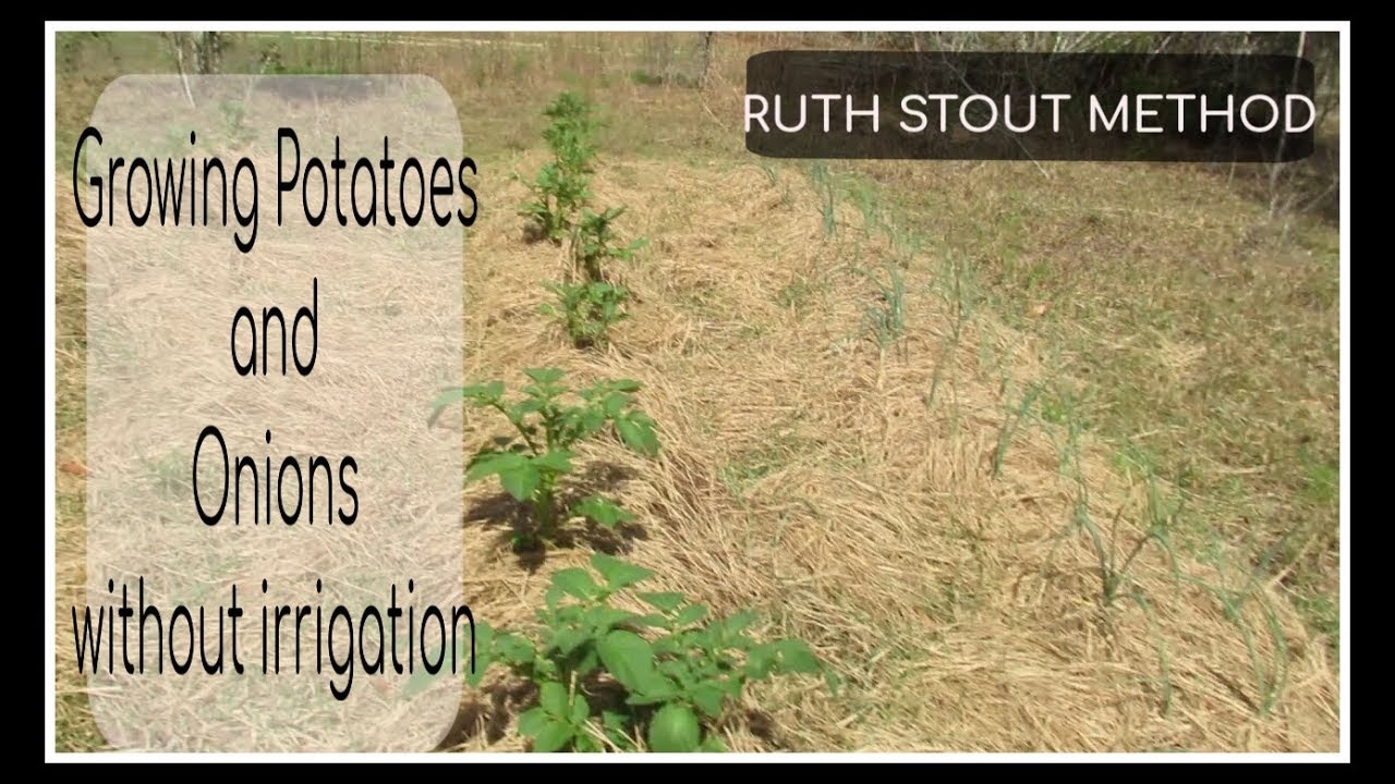 HOW TO GROW POTATOES AND ONIONS WITHOUT IRRIGATION/RUTH STOUT METHOD