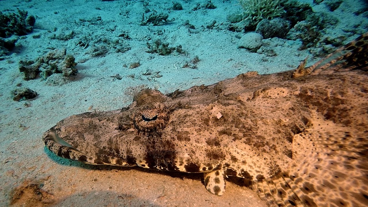 Рыба крокодил в красном море Рыба крокодил в красном море