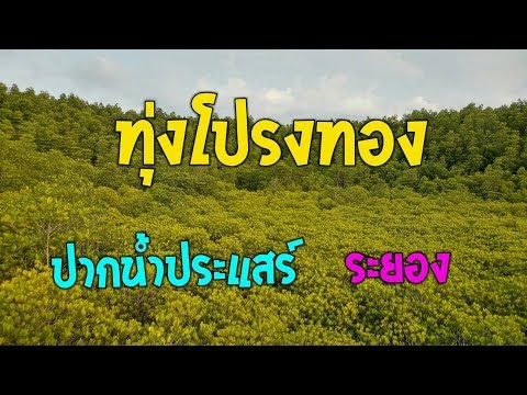 ทุ่งโปรงทอง ปากน้ำประแสร์ ความงามแค่เอื้อม