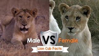 Male vs Female Lion Cub Facts!