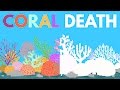 What Happens If All The Coral Dies?