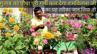 गुलाब का पौधा पूरी गर्मी फूल देगा रामविलास सिंह जी का यह तरीका जान लिया तो