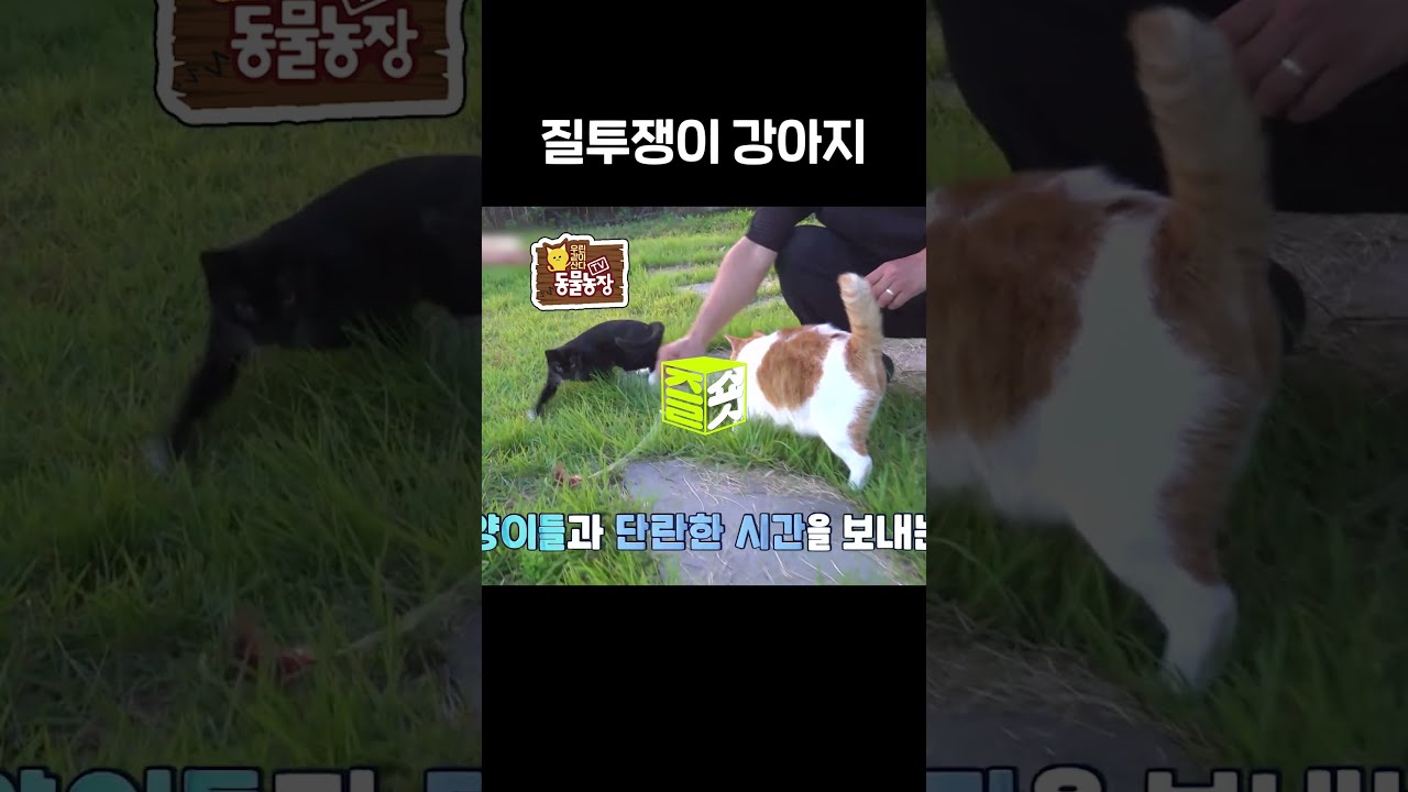 최애는 내꺼야! #달리 #DALI #TV동물농장 #shorts
