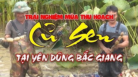 TRẢI NGHIỆM - Thu Hoạch Củ Xen Tại Bắc Giang | Như Đạt YouTube