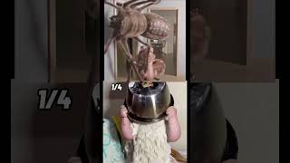 DON'T BE AFRAID! Spider vs Squirrel #viral  #pets