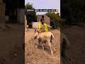 😂 Police wale gadhe par ULTA baithkar nikle… aur gadha bhi ulta chal pada! 🤣🐴 #shorts #funny