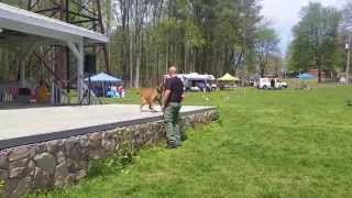 Bark in the Park Doggie Contests