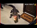 Florida Cops Get the Most FLORIDA Call Imaginable