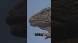 Godzilla and Gorosaurus talk #monsterverse #godzilla #gorosaurus #minilla #ghidorah #invincible