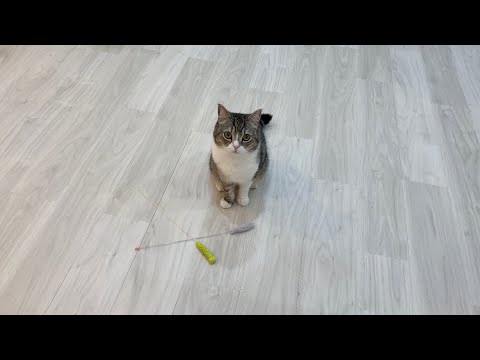 仕事してると申し訳なさそうに猫じゃらしを持ってくる猫がかわいすぎたw