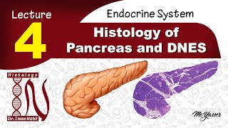 4b-Histology of APUD cells(Diffuse neuroendocrine system)-Endocrine system