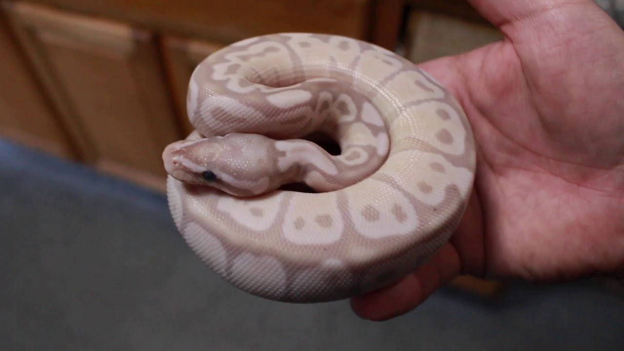 pikachu pokemon Holdbacks and Available animals!