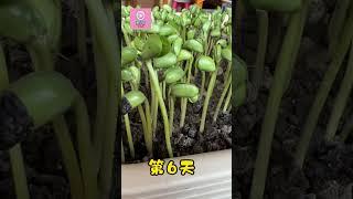 盆栽黑豆苗的方法 Black bean shoot #mygarden #garden @growyourvegetablekitchen2818