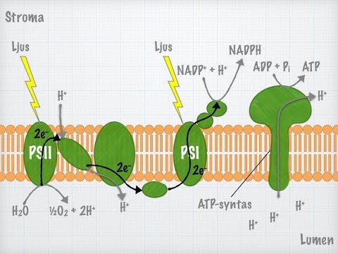 Video: Vilket enzym är ansvarigt för fotorespiration?