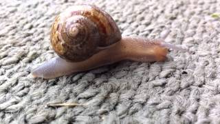 Timelapse: Snails Eating