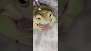 Sheesh Frog | King Julio the Frog