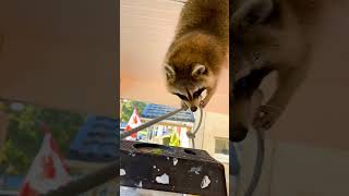 Stuck in a Roof - Ozzy Man Quickies