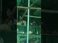 Delhi Zoo #tranding #sorts #shorts #wildanimals #wildlife #2026 #zoo #brothersister #parrot #parrots
