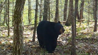 May 2025 Game Cameras