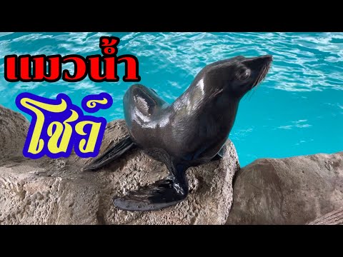การแสดงโชว์ ของแมวน้ำ ที่สวนสัตว์ขอนแก่น | AngPao PingAn Family