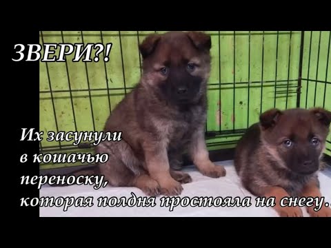 Звери?! Их засунули в кошачью переноску, которая полдня простояла на снегу… Приют для животных