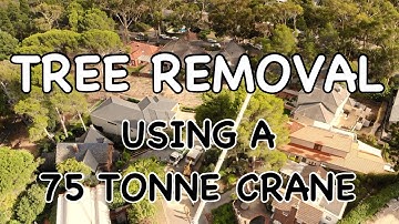 Tree Removal Using A 75 Tonne Crane - Drone Vision