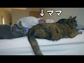 体調不良で寝てるママに寄り添う猫達が可愛い