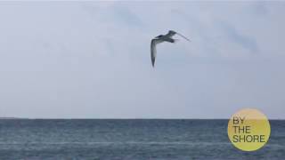 Beach Slideshow- Module 3 (VIC3001)