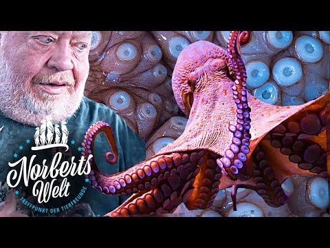 Video: Wie viele Herzen hat ein Oktopus?