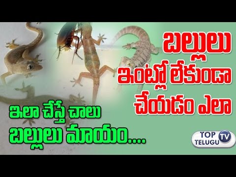 బల్లులు ఇంట్లో లేకుండా చేయడం ఎలా | How to Get Rid of Lizards at House | ఇంటి నివారణలు |Top Telugu TV