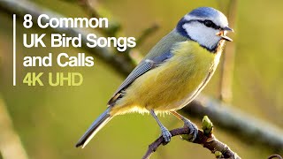 8 favourite UK birds singing & calling - Bird ID #birds #4k