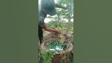 Chặt đi Ghép lại Đu Đủ/Cách Chiết ghép Đu Đủ,#papaya grafting